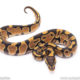 Africa import ball python for sale