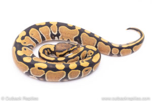 Africa import ball python for sale