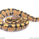 Africa import ball python for sale
