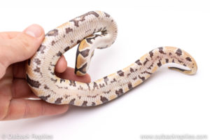 Africa import ball python for sale