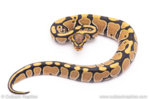 Africa import ball python for sale