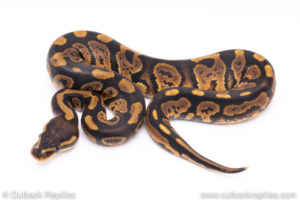 Africa import ball python for sale