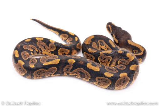 Africa import ball python for sale