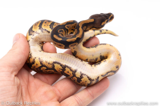 Africa import ball python for sale
