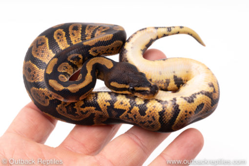 Africa import ball python for sale