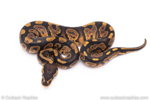 Africa import ball python for sale