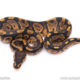 Africa import ball python for sale