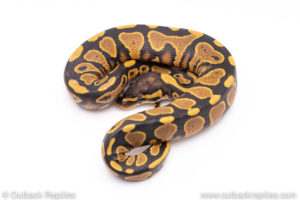 Africa import ball python for sale