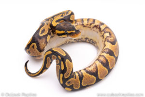 Africa import ball python for sale