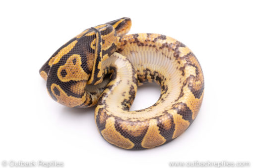 Africa import ball python for sale
