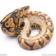 Africa import ball python for sale