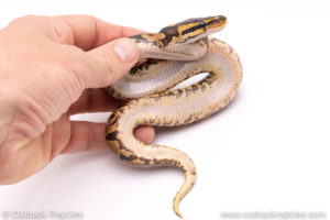 Africa import ball python for sale