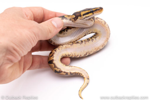 Africa import ball python for sale