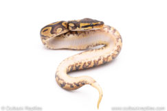 Africa import ball python for sale