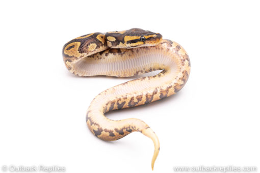 Africa import ball python for sale
