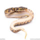 Africa import ball python for sale
