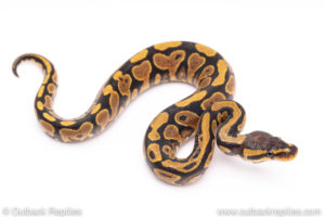 Africa import ball python for sale