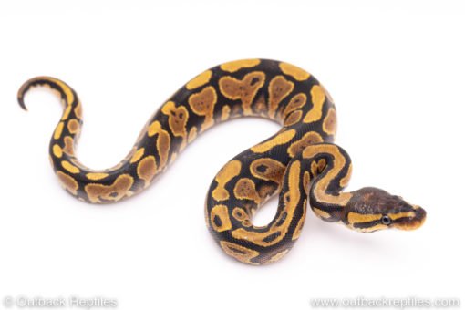 Africa import ball python for sale