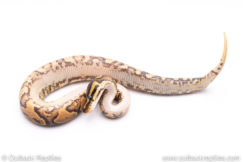 Africa import ball python for sale