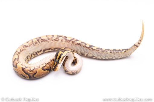 Africa import ball python for sale