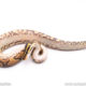 Africa import ball python for sale