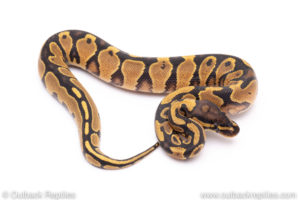 Africa import ball python for sale