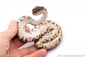 Africa import ball python for sale