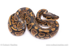 Africa import ball python for sale