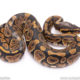 Africa import ball python for sale