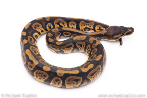 Africa import ball python for sale