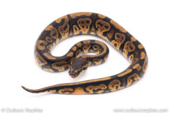 Africa import ball python for sale