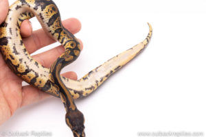 Africa import ball python for sale