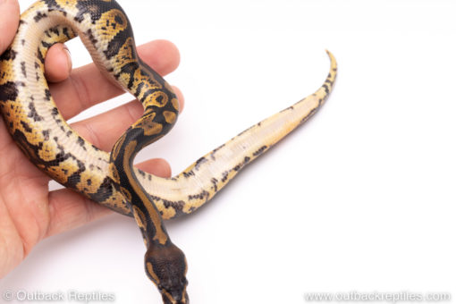 Africa import ball python for sale