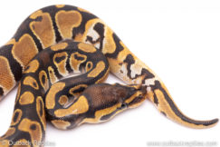 Africa import ball python for sale