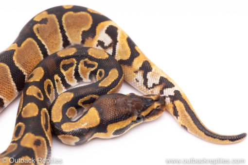Africa import ball python for sale