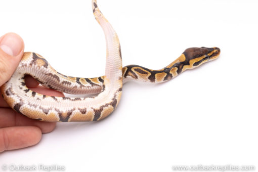 Africa import ball python for sale