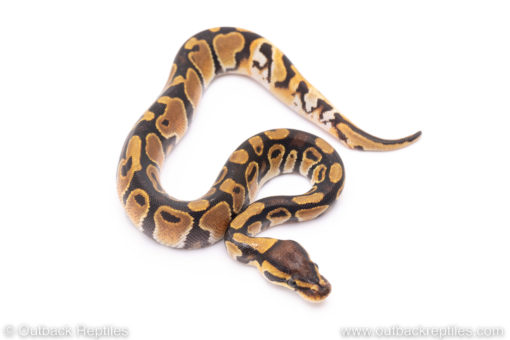 Africa import ball python for sale