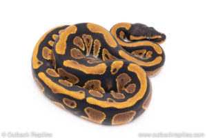 Africa import ball python for sale