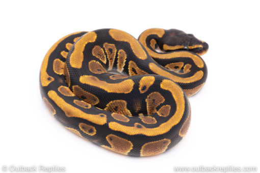 Africa import ball python for sale