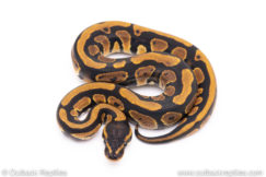 Africa import ball python for sale