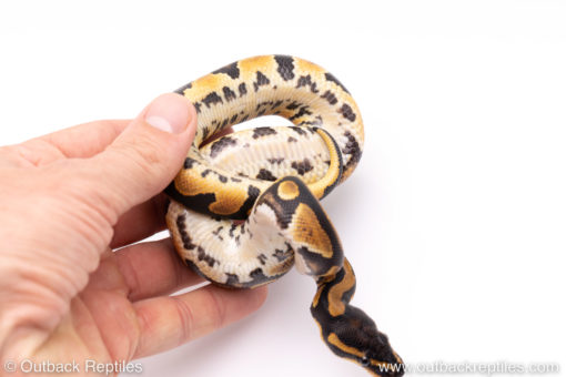 Africa import ball python for sale
