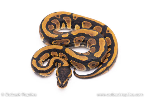 Africa import ball python for sale
