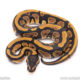 Africa import ball python for sale