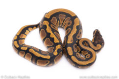 Africa import ball python for sale