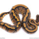 Africa import ball python for sale