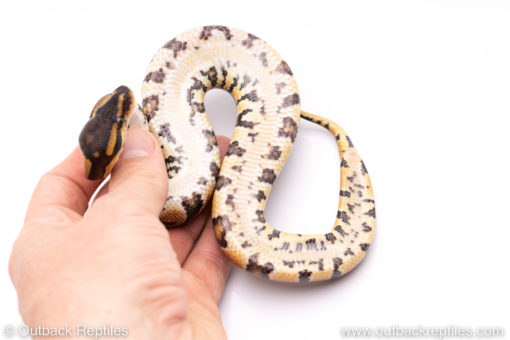 Africa import ball python for sale