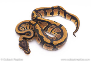 Africa import ball python for sale