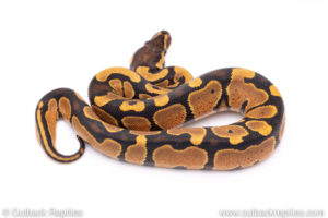 Africa import ball python for sale