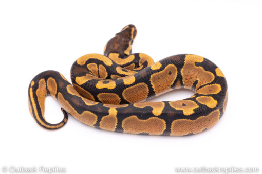 Africa import ball python for sale