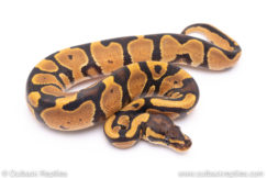 Africa import ball python for sale